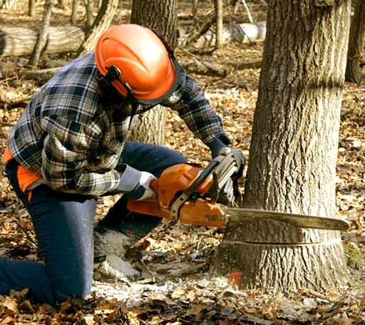 Tree Removal in Union Star, MO